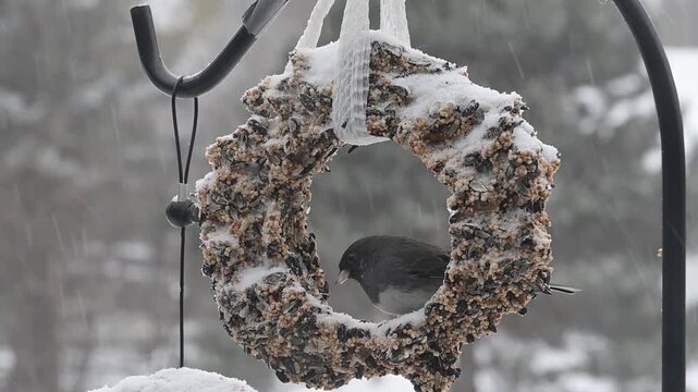 A Dark-eyed Junco, Junco hyemalis feeding on a suet ring in a winter storm.