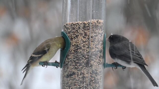 A Dark-eyed Junco and an American Goldfinch feeding on a bird feeder in a winter storm in Minnesota