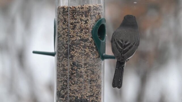 A Dark-eyed Junco eating seed from a bird feeder in a winter storm.