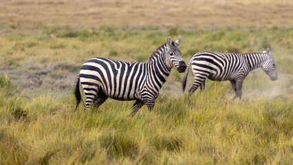 Obraz premium Zebra in Amboseli National Park in Kenya Africa KEN