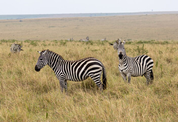 Obraz premium Zebra in couiple in savanna grass in Masai Mara National Park in East Africa Kenya