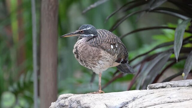 Sunbittern standing on one leg.