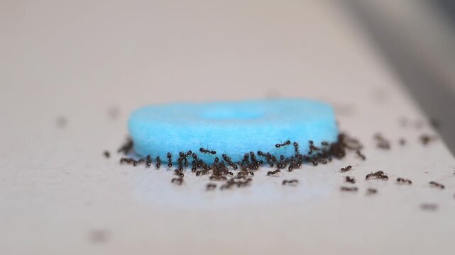 Pavement ants, also called sugar ants feeding on a liquid ant bait on the kitchen counter