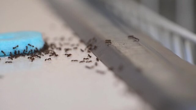 Pavement ants, also called sugar ants feeding on a liquid ant bait on the kitchen counter