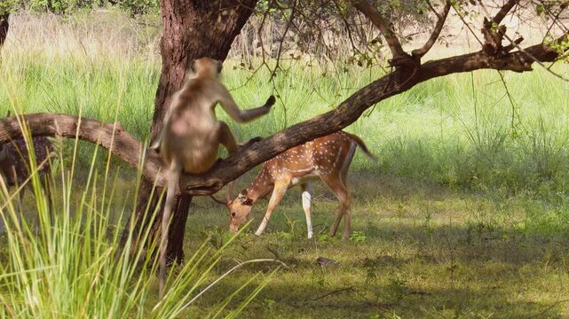A langur monkey sitting on a tree branch while a chital deer grazes on grass below in a sunny forest.