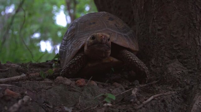 Video footage of tortoise rising and walking away from tree base in forest. Perfect for nature, wildlife, and educational footage themes.