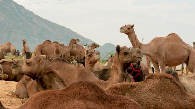Herd of camels resting and standing at traditional livestock fair in Pushkar Rajasthan.