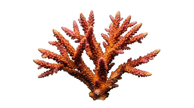 Staghorn coral branch isolated on transparent background, close up of a vibrant orange and pink branching stony coral specimen