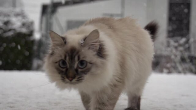 Chaton mignon jouant