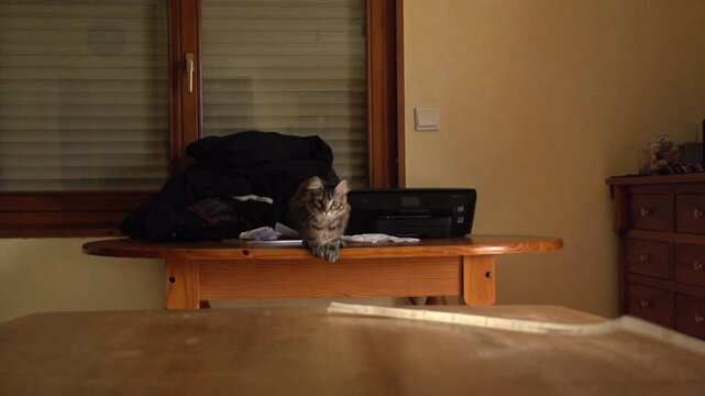 Chaton mignon jouant
