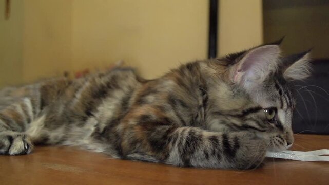 Chaton mignon jouant