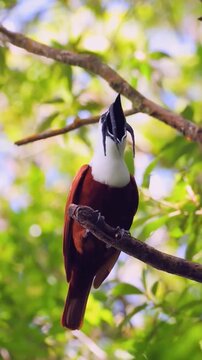 Striking Bare-necked Umbrellabird Perched on Branch in Lush Greenery