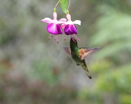 Hummingbird Feeding on Fuchsia Flowers in Nature