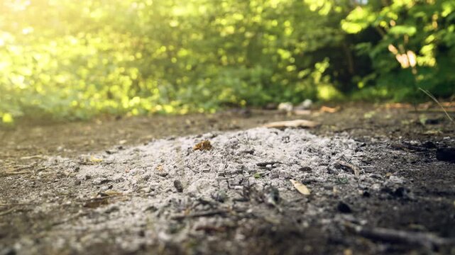 Abandoned Campfire Ash and Charcoal on Forest Ground Close-Up | Illegal Fire Remains in Nature with Bokeh Green Trees | Environmental Damage Cinematic Low Angle Shot