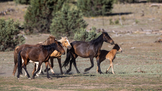 Herd of wild horses with foal running in Apache-Sitgreaves National Forest near Heber Arizona United States