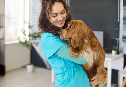 Veterinarian dog cocker spaniel pet care clinic. Smiling professional in blue scrubs hugs a relaxed canine indoors, conveying trust Compassionate service and animal wellbeing theme.
