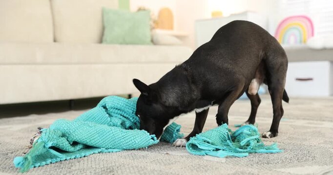 Naughty dog with torn blanket on floor at home