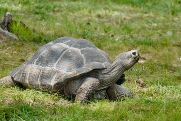 Fototapeta premium Large tortoise on the grass