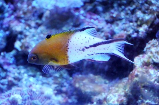 Lyretail wrasse (Bodianus anthioides)