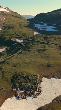 Vertical Screen: Beartooth Highway winding through lush green alpine meadows in Montana USA with snow patches and mountain peaks under golden hour light creating scenic landscape.
