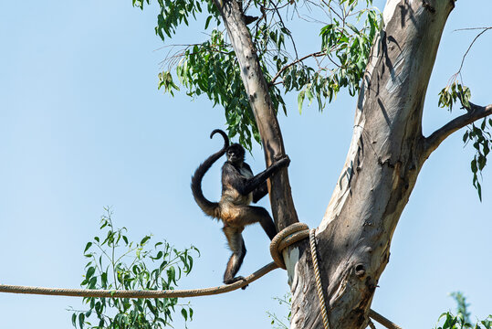 cuerda, chango, mono, animal, fauna, mam&iacute;fero, naturaleza, &aacute;rbol, inhospitalario, beb&eacute;, ardilla, zoo, jungla, capuchino, pelaje, sucursal, cuca, cara, bosque, miniatura, tropical, mirada, joven, senta