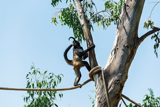 cuerda, chango, mono, animal, fauna, mam&iacute;fero, naturaleza, &aacute;rbol, inhospitalario, beb&eacute;, ardilla, zoo, jungla, capuchino, pelaje, sucursal, cuca, cara, bosque, miniatura, tropical, mirada, joven, senta