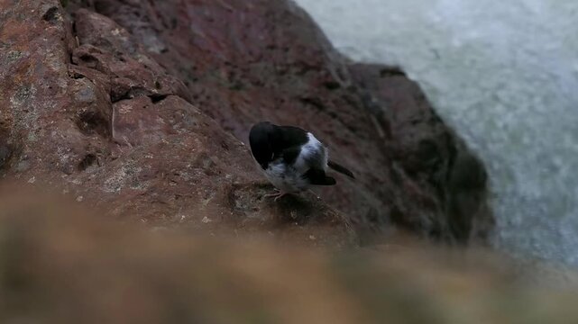 Close up of a Little Forktail bird resting on a wet river rock beside a fast flowing mountain stream in its wild natural habitat