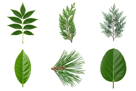 Collection of Various Green Leaves and Conifer Needles Isolated on White Background for Botanical Design Projects