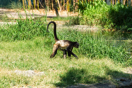 cuerda, chango, mono, animal, fauna, mam&iacute;fero, naturaleza, &aacute;rbol, inhospitalario, beb&eacute;, ardilla, zoo, jungla, capuchino, pelaje, sucursal, cuca, cara, bosque, miniatura, tropical, mirada, joven, senta