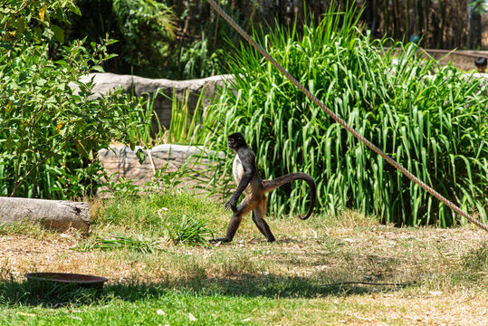 cuerda, chango, mono, animal, fauna, mam&iacute;fero, naturaleza, &aacute;rbol, inhospitalario, beb&eacute;, ardilla, zoo, jungla, capuchino, pelaje, sucursal, cuca, cara, bosque, miniatura, tropical, mirada, joven, senta