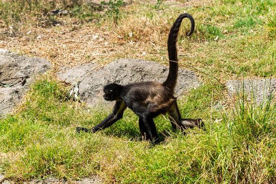 cuerda, chango, mono, animal, fauna, mam&iacute;fero, naturaleza, &aacute;rbol, inhospitalario, beb&eacute;, ardilla, zoo, jungla, capuchino, pelaje, sucursal, cuca, cara, bosque, miniatura, tropical, mirada, joven, senta