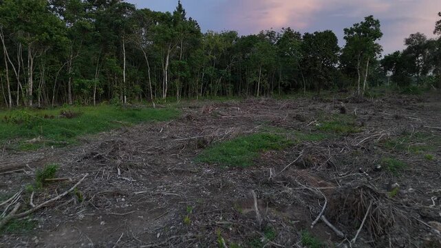 Cleared land and scattered tree stumps were visible at the edge of the remaining forest as dusk began to fall.