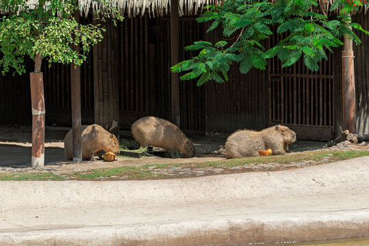 capibara, animal, mam&iacute;fero, zoo, roedor, llanura, cuca, fauna, ardilla, perro, naturaleza, inhospitalario, pelaje, cynomys, caf&eacute;, zoo, miniatura, alarma, suelo, alimentaci&oacute;n, hirsuto, marmota, roca, d