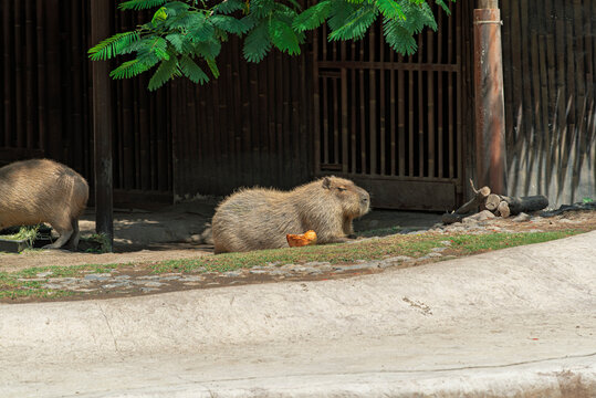 capibara, animal, mam&iacute;fero, zoo, roedor, llanura, cuca, fauna, ardilla, perro, naturaleza, inhospitalario, pelaje, cynomys, caf&eacute;, zoo, miniatura, alarma, suelo, alimentaci&oacute;n, hirsuto, marmota, roca, d