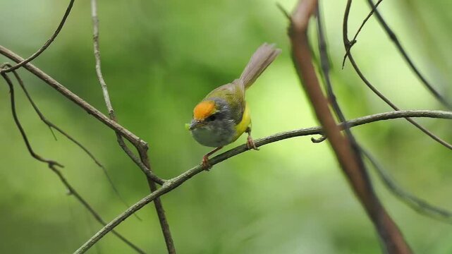 Close up of a colorful small wild bird holding a green insect prey in its beak while perching on a thin forest twig