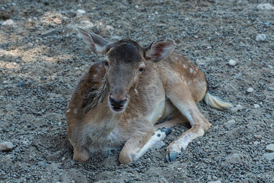 ciervo, animal, fauna, mam&iacute;fero, naturaleza, inhospitalario, antilopes, c&eacute;sped, caf&eacute;, cierva, aparcar, joven, administrar, verde, d&oacute;lar, pelaje, zoo, espigas, campa, caceria, bosque, retrato, cuca, ae