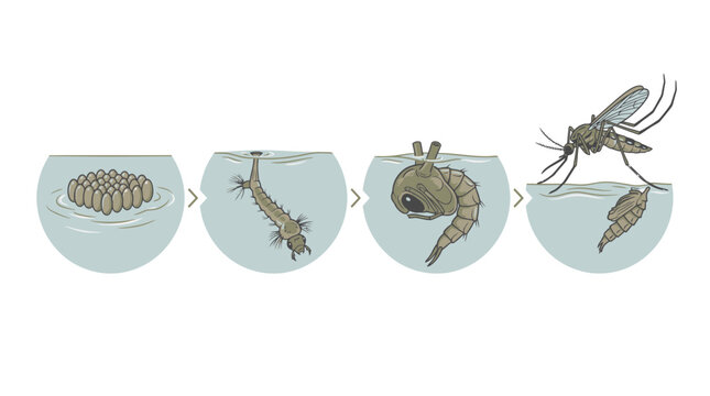 Illustrative depiction of the mosquito's complete life cycle, detailing its aquatic stages from egg raft to larva, pupa, and the emergence of the adult insect