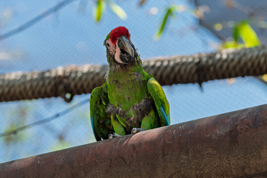 cotorra, ave, guacamaya, rojo, pico, tropical, variopinto, animal, ara, naturaleza, emplumar, verde, zoo, fauna, inhospitalario, azul, ocular, mascota, exoticas, brillante, color, jungla, alas, amazon