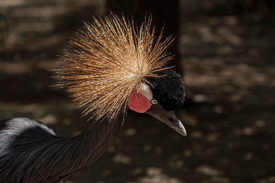 ave, gruas, coronado, animal, corona, gris, naturaleza, fauna, pico, emplumar, administrar, cresta, retrato, inhospitalario, negro, con cresta, rojo, cuello, zoo, ocular, exoticas