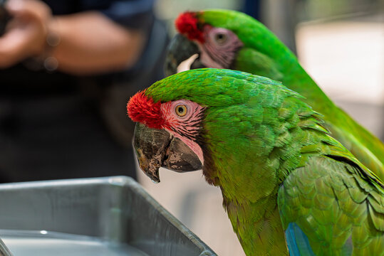 cotorra, ave, guacamaya, rojo, pico, tropical, variopinto, animal, ara, naturaleza, emplumar, verde, zoo, fauna, inhospitalario, azul, ocular, mascota, exoticas, brillante, color, jungla, alas, amazon