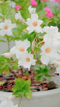 Vertical video: Pulling back camera revealing white flowers with pale orange centers in planter