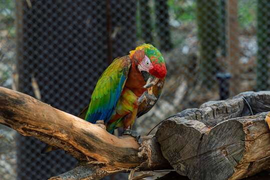 cotorra, ave, guacamaya, rojo, pico, tropical, variopinto, animal, ara, naturaleza, emplumar, verde, zoo, fauna, inhospitalario, azul, ocular, mascota, exoticas, brillante, color, jungla, alas, amazon