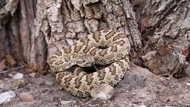 Close up of a Great Basin Rattlesnake  curled up at the base of a tree in Hobble Creek Canyon, Utah.
