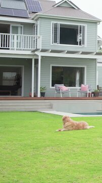 Vertical video: Lying golden retriever holding toy on lawn by pool, camera panning left, copy space