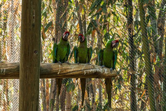 cotorra, ave, guacamaya, rojo, pico, tropical, variopinto, animal, ara, naturaleza, emplumar, verde, zoo, fauna, inhospitalario, azul, ocular, mascota, exoticas, brillante, color, jungla, alas, amazon