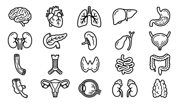 Cartoon Human Internal Organs Icon Set Isolated Medical Anatomy Vector Collection
