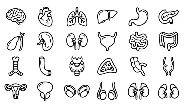 Cute Human Anatomy Internal Organ Cartoon Icons Editable Medical Vector Pack