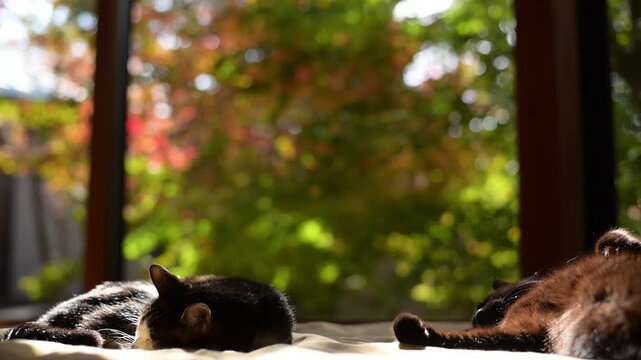 紅葉の庭を背景にしっぽを振りながらまどろむキジ猫と、へそ天で寝る黒猫