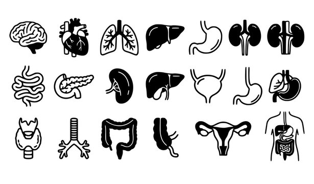 Isolated Cartoon Human Organ Icons Medical Anatomy Flat Vector Illustration Set