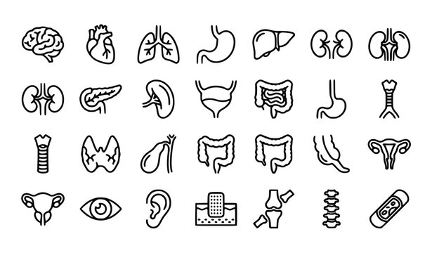 Human Organ Outline Icons Set Editable Stroke Medical Anatomy Vector Collection